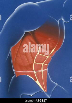 Illustration des droits de l'Anatiomy système musculaire Banque D'Images