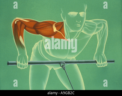 Illustration des droits de l'Anatiomy Muscles Banque D'Images