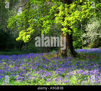 Bluebell Glade au printemps Woodland, Cheshire, England, UK Banque D'Images