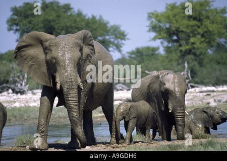 L'éléphant africain (Loxodonta africana), femelle éléphant avec mettent bas après un bain de boue, la Namibie, l'Ovamboland, Etosha NP Banque D'Images