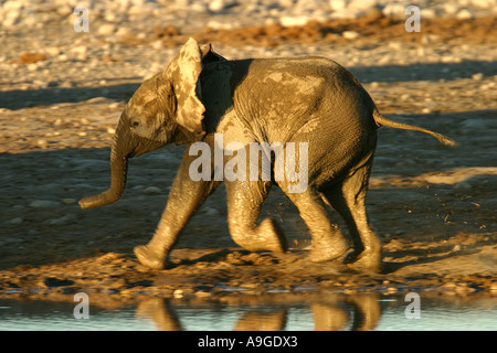 L'éléphant africain (Loxodonta africana), l'éléphant pour mineurs (bébé), d'exécution, la Namibie, l'Ovamboland, Etosha NP Banque D'Images