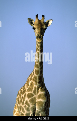 Girafe (Giraffa camelopardalis), portrait, la Namibie, l'Ovamboland, Etosha NP Banque D'Images