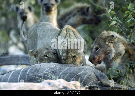 Lion (Panthera leo), trois lions, l'alimentation à kudu, hyènes attendent en silence, la Namibie, l'Ovamboland, Etosha NP Banque D'Images