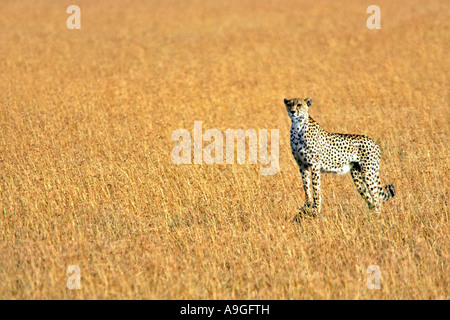 Une femelle Guépard (Acinonyx jubatus) dans la réserve de Masai Mara. Banque D'Images