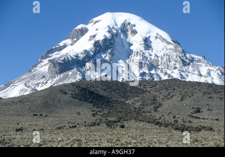 Volcan Sajama, 21463 ft., plus haute montagne de Bolivie, avec troupeau de vigognes en premier plan, la Bolivie, l'Altiplano. Banque D'Images