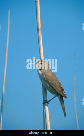 Marsh warbler (Acrocephalus palustris), chant sur tige de roseau, l'Allemagne, Schleswig-Holstein, swamp Rethwisch Banque D'Images