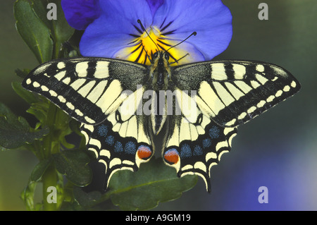 Papilio machaon), imago assis sur une fleur Banque D'Images