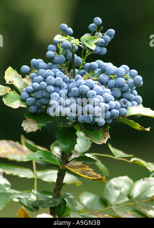 Oregongrape à feuilles de houx, de l'oregon, raisin-oregongrape oregongrape brillant, de hauteur, de raisin de montagne (Mahonia aquifolium), fruits Banque D'Images