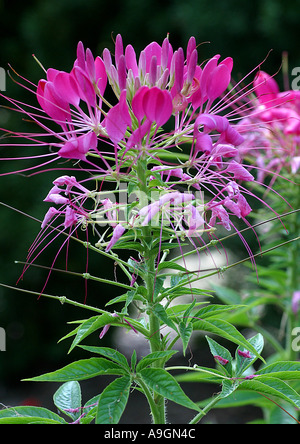 Fleur araignée Cleome spinosa (inflorescence), Banque D'Images