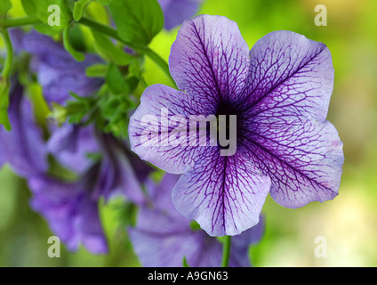 Pétunia (Petunia spec.), fleur Banque D'Images