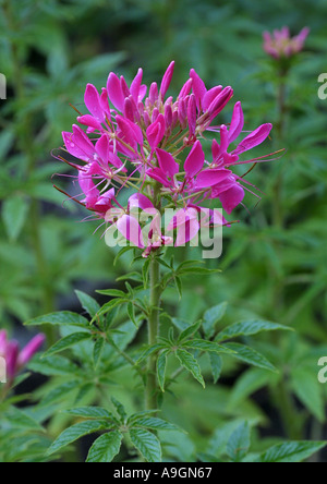 Fleur araignée Cleome spinosa) (en fleurs, Banque D'Images