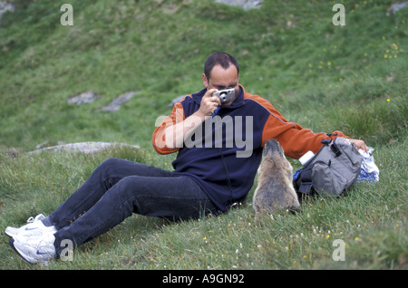 Marmotte des Alpes (Marmota marmota), faire photoraped par un homme. Banque D'Images