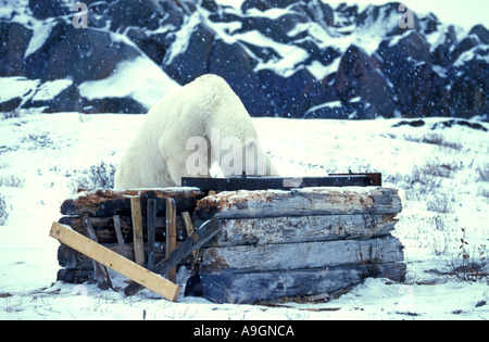 L'ours polaire (Ursus maritimus), surle piège, Canada, Manitoba, Churchill. Banque D'Images