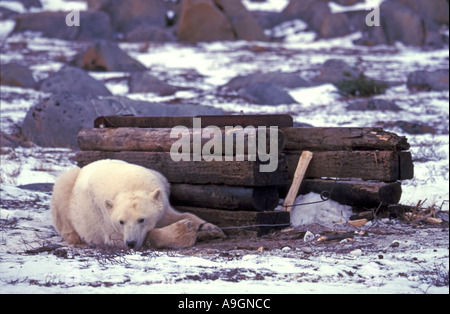 L'ours polaire (Ursus maritimus), dans le piège, Canada, Manitoba, Churchill. Banque D'Images