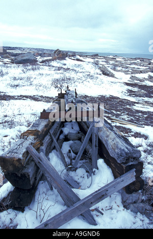 L'ours polaire (Ursus maritimus), piège, Canada, Manitoba, Churchill. Banque D'Images