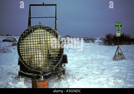 L'ours polaire (Ursus maritimus), dans un piège, du Canada, du Manitoba, de Churchill. Banque D'Images