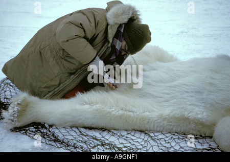 L'ours polaire (Ursus maritimus), anesthésié, Canada, Manitoba, Churchill. Banque D'Images