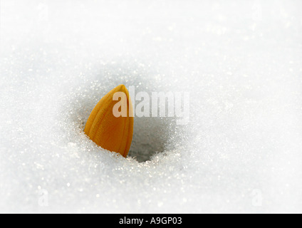 Crocus (Crocus spec.), Bud briser la neige Banque D'Images