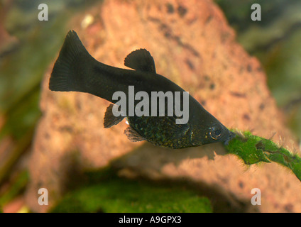 Molly (Mollienesia hybr), distribution : Amérique Centrale Banque D'Images