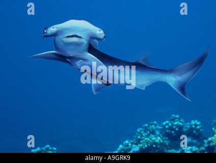 Requin-marteau commun, marteau lisse (Sphyrna zygaena Zygaena, marteau) Banque D'Images