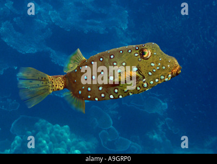 Blue-spotted boxfish, jaune à pois, boxfish boxfish (Ostracion cubicus, Ostracion tuberculatus), distribution : Indopacific Banque D'Images