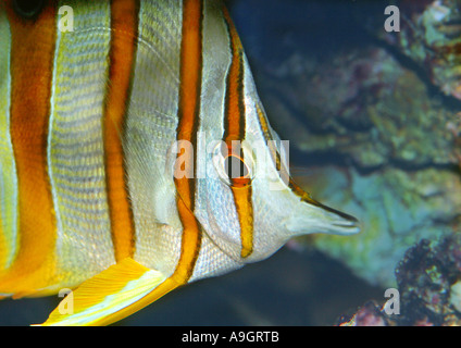 Les bandes de cuivre chelmon à bec médiocre, médiocre, médiocre, long bec beaked coralfish Chelmon Rostratus (533-0501), Banque D'Images