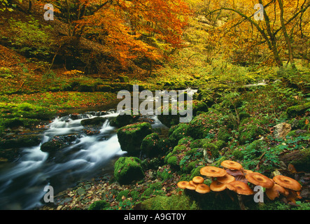 De plus en plus de champignons dans la vallée du Lison à l'automne de la Jura France Banque D'Images