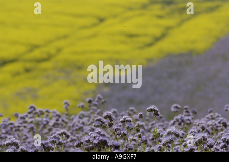 Phacelia Jeu moutarde à côté de Norfolk UK Banque D'Images