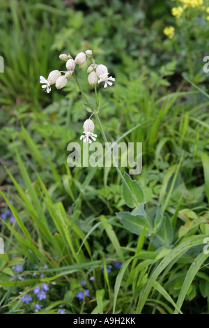 Campion de vessie, Silene vulgaris, Caryophyllaceae Banque D'Images