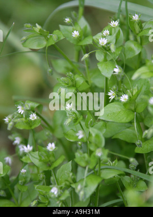 Le mouron des oiseaux, Stellaria media, Caryophyllaceae. Banque D'Images