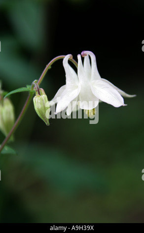 White Columbine, Aquilegia vulgaris var alba, Ranunculaceae Banque D'Images