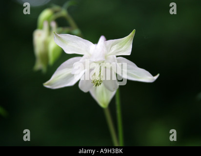 White Columbine, Aquilegia vulgaris var alba, Ranunculaceae Banque D'Images