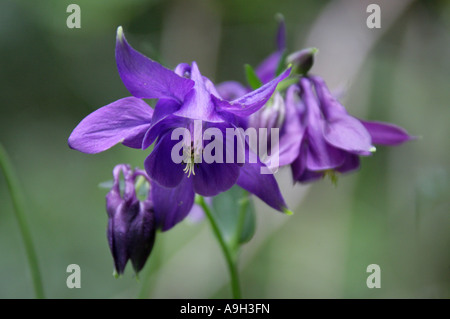 Columbine, Aquilegia vulgaris, Ranunculaceae Banque D'Images