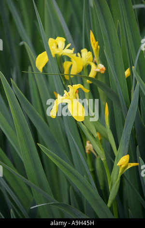 Iris jaune ou drapeau, Iridaceae Iris pseudacorus Banque D'Images