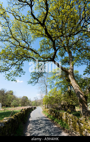 Route de campagne près de Cowgill, Dentdale, Yorkshire Dales National Park, North Yorkshire, England, UK Banque D'Images