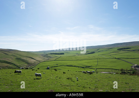 Des moutons paissant près de Arncliffe, Wharfedale, Yorkshire Dales National Park, North Yorkshire, England, UK Banque D'Images