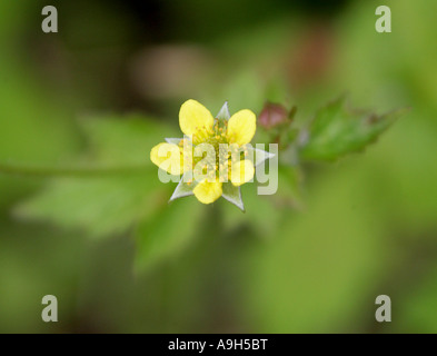 Herbe Bennett, Geum urbanum, Rosaceae Banque D'Images