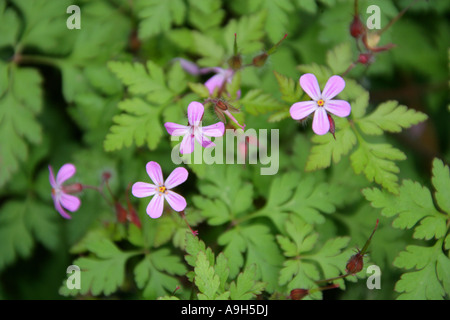 Herb Robert, Geranium robertianum, Geraniaceae Banque D'Images