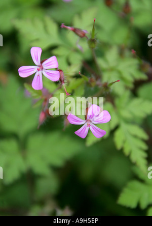 Herb Robert, Geranium robertianum, Geraniaceae Banque D'Images