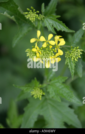 Moutarde blanche, Sinapis alba, Brassicaceae Banque D'Images