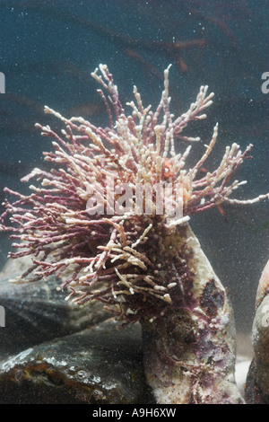 Coralline Corallina officinalis une algue rouge Sussex UK Classe Rhodopyceae Prisonnier Banque D'Images