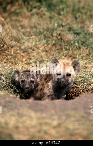 L'hyène tachetée deux oursons, également connu sous le rire des hyènes (Crocuta crocuta) qui sortent de leur terrier dans le Masai Mara au Kenya. Banque D'Images