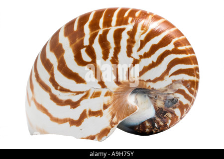 Chambré ou Pearly Nautilus Nautilus pompilius sur un fond blanc. Banque D'Images