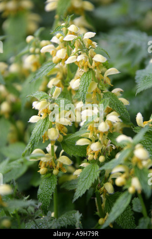 Archange jaune, Lamium galeobdolon, (Galeobdolon luteum), Lamiaceae. L'une des orties mortes aussi connue sous le nom de Weasel Snout. Banque D'Images