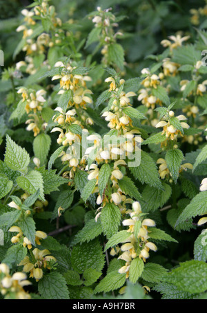 Archange jaune, Lamium galeobdolon, (Galeobdolon luteum), Lamiaceae. L'une des orties mortes aussi connue sous le nom de Weasel Snout. Banque D'Images