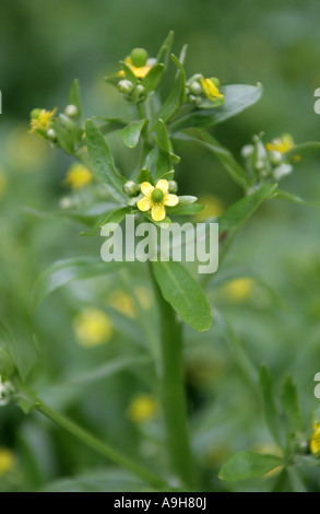 Coupe-branches à feuilles de céleri, Ranunculus sceleratus Banque D'Images