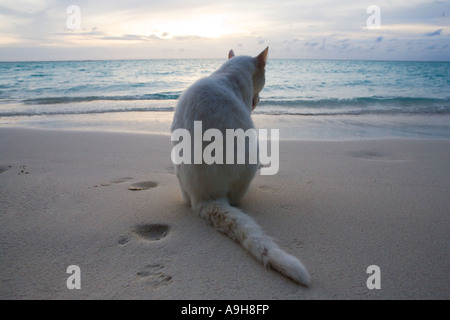 Un chat blanc face à la mer dans les Maldives Banque D'Images