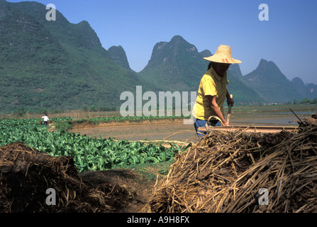 Ferme paysanne chinoise des femmes travaillant dans les rizières l'épandage de fumier près de Yangshou Chine Guangxi Banque D'Images