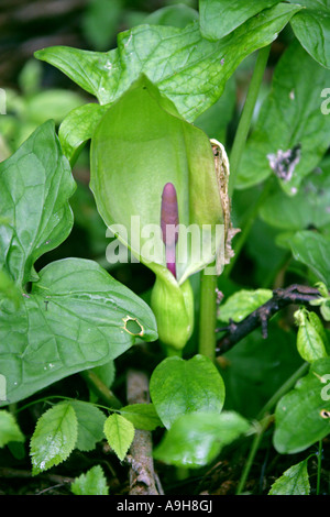 Cuckoo pint, Arum maculatum, Araceae. Également connu sous le nom de Lords and Ladies, Cuckoo Pintle et Wake Robin Banque D'Images