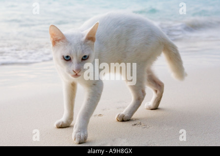 Blanc un chat errant sur une plage de sable blanc dans les Maldives Banque D'Images